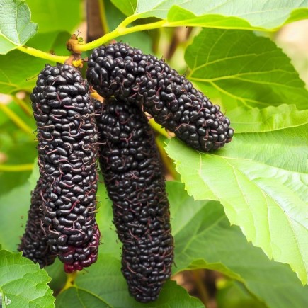Mulberry Illinois 1L