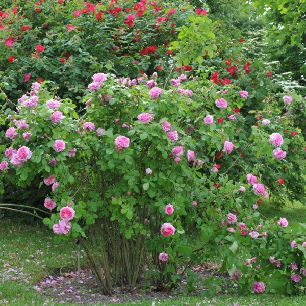 Róża historyczna różowa Comte de Chambord 3L