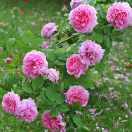 Róża historyczna różowa Comte de Chambord 3L