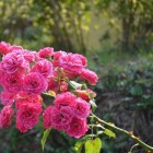 Róża pnąca różowa 3L