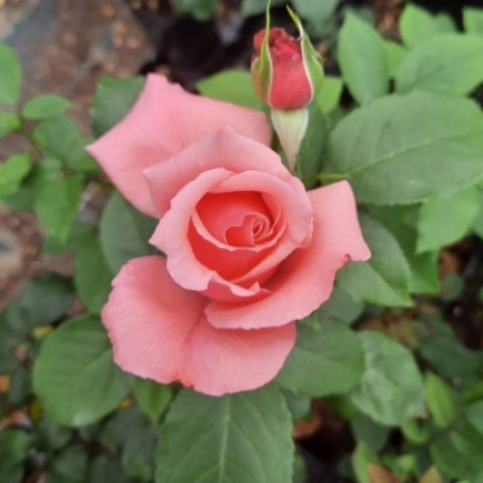 Róża wielkokwiatowa różowa Queen Elizabeth 3L