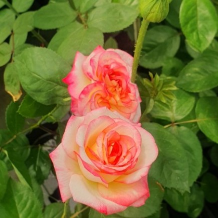 Róża wielkokwiatowa różowo-biała Desse 3L