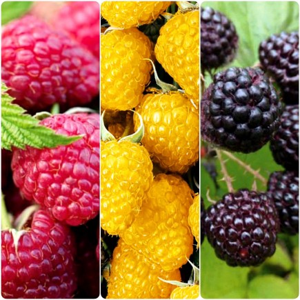 copy of Raspberry 3x1L