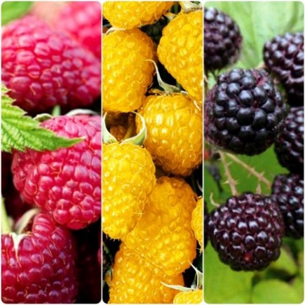 copy of Raspberry 3x1L