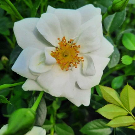 низкая кустовая белая роза  3L
