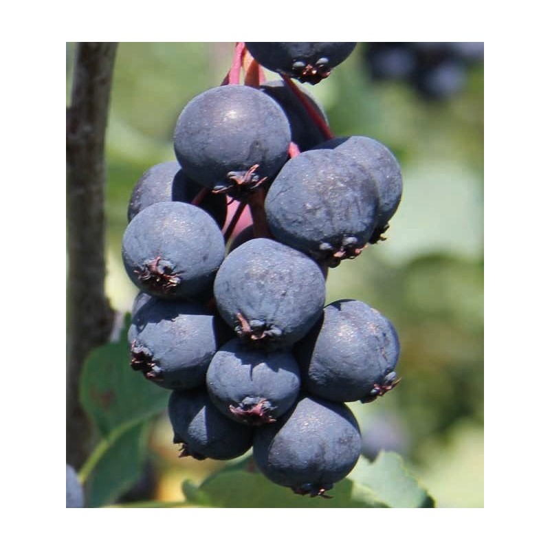Saskatoon (Amelanchier alnifolia) Northline 1L