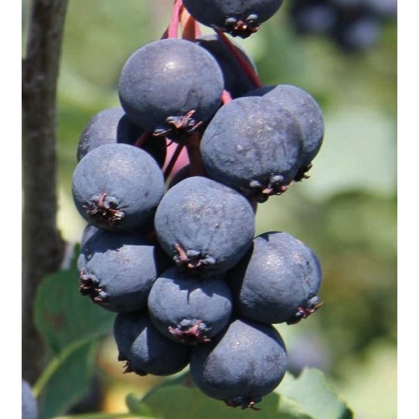 Saskatoon (Amelanchier alnifolia) Northline 1L