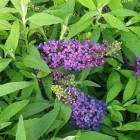 Budleja Dawida Butterfly Candy ® Little Purple PBR 2L fioletowa miniaturka