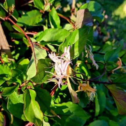 Japanese Honeysuckle...