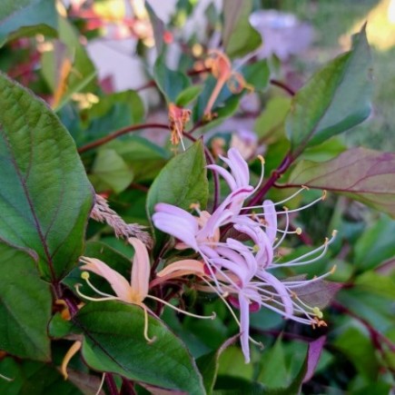 Wiciokrzew japoński Purpurea 2L