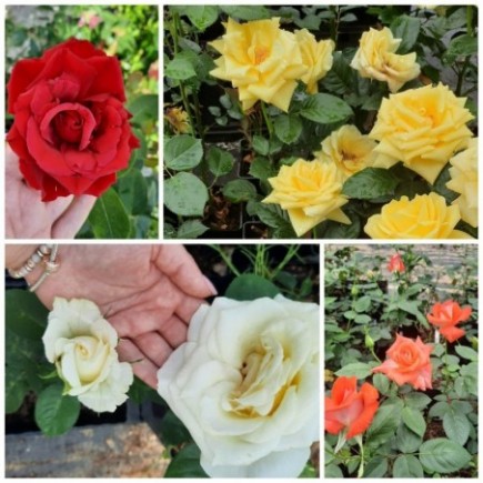 Róża MIX , róże bezodmianowe 3L
