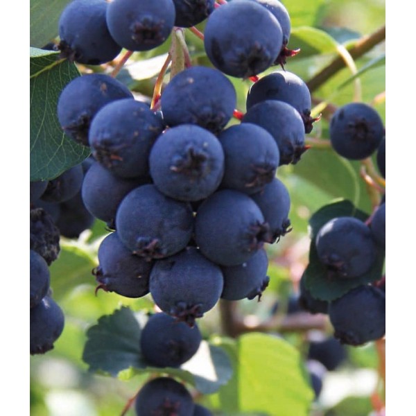 Saskatoon (Amelanchier alnifolia) Smokey 1L