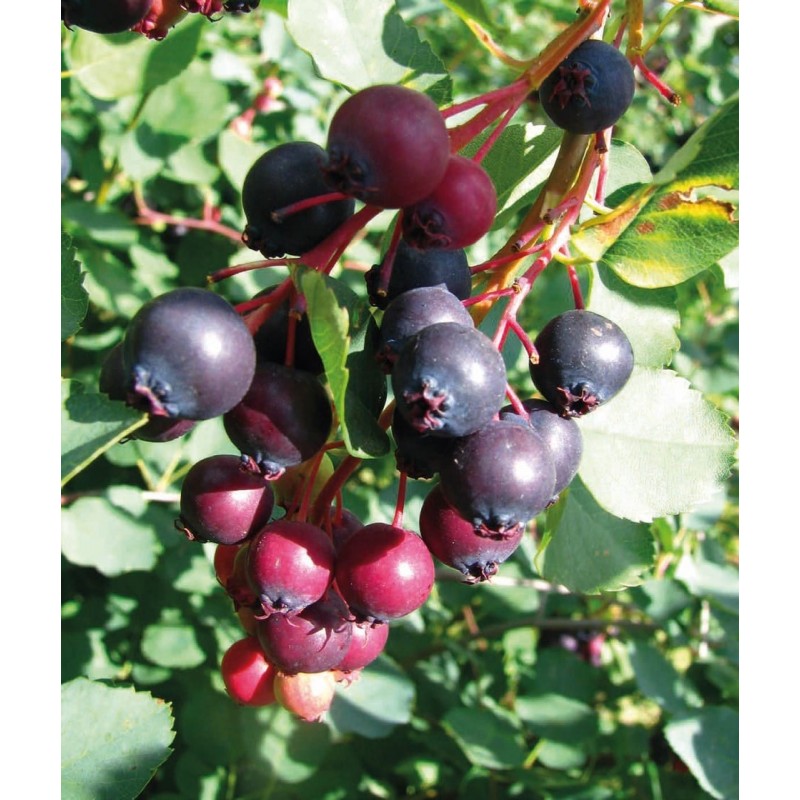 Canadian serviceberry Canadian serviceberry (Amelanchier canadensis)