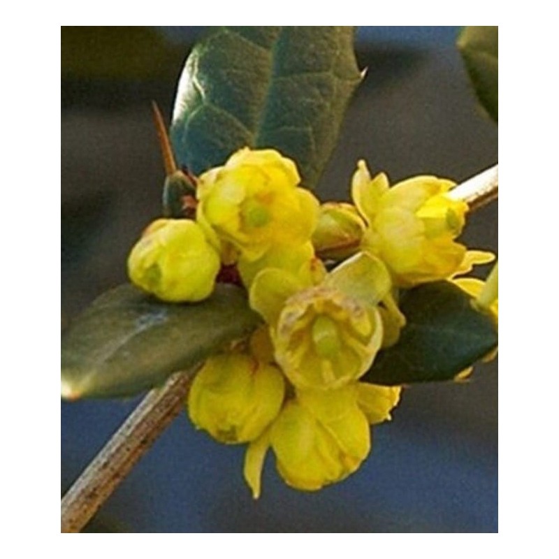 Schmetterlingsflieder ‘Juliany’ Die Schmetterlingsflieder ‘Juliany’ (Berberis