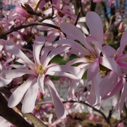 Magnolia Stellata Rosea 2L