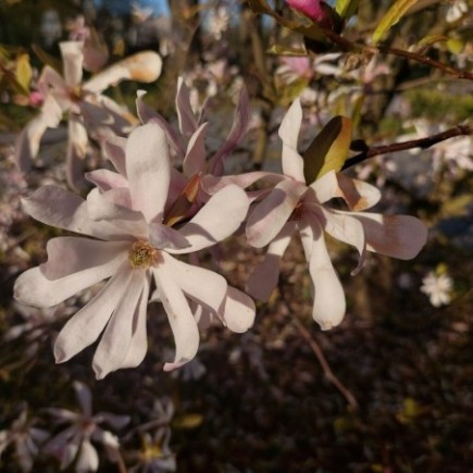 Magnolia Stellata Rosea 2L