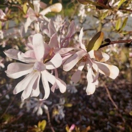 Magnolia Stellata Rosea 2L