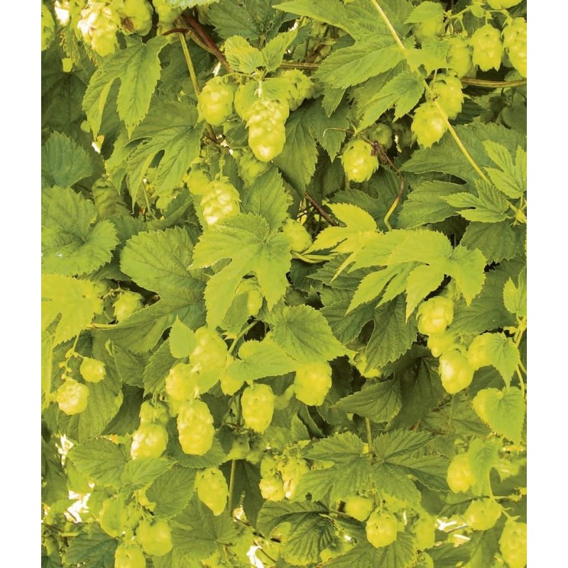 Hops ’Aureus’ Hops ’Aureus’ (Humulus lupulus ’Aureus’)
An