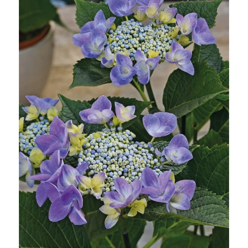 Hydrangea serrated ’Blue Bird’ Hydrangea serrated ’Blue Bird’ (Hydrangea