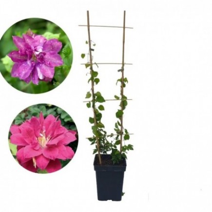 Clematis Red Star 5L