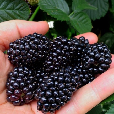 Blackberry thornless Black...