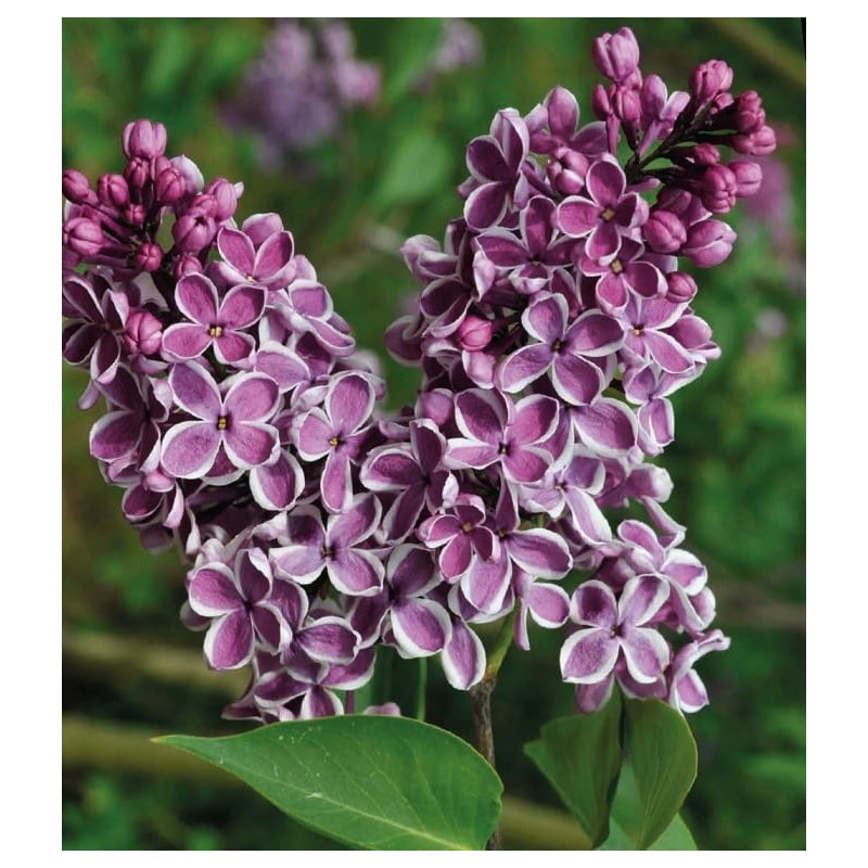 Syringa vulgaris ’Sensation’ Syringa vulgaris ’Sensation’
Blooms less