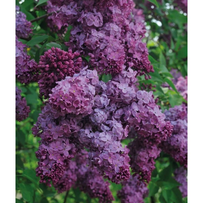 Syringa vulgaris ’Congo’ Syringa vulgaris ’Congo’
Is a deciduous shrub