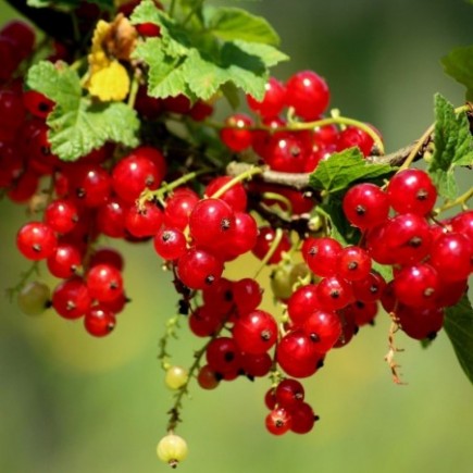 Redcurrant Rovada 1L