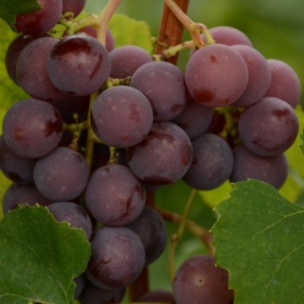 Weinrebe Delaware 2L