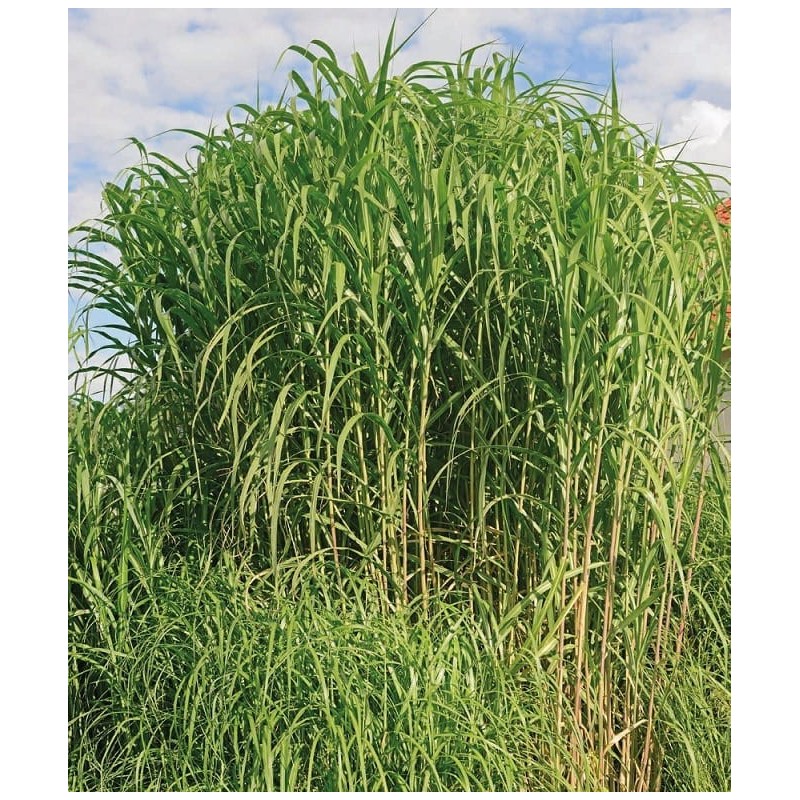 Miscanthus giganteus ’Giganteus’ Miscanthus giganteus ’Giganteus’ (Miscanthus x