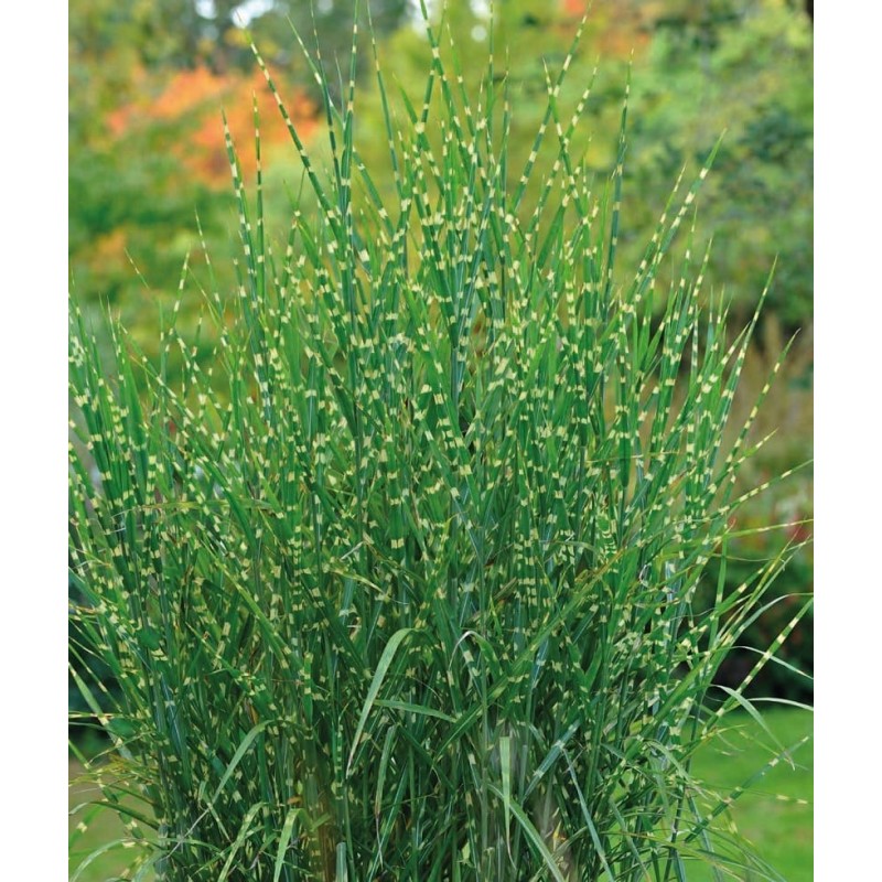 Miskant chiński ’Zebrinus’ Miskant chiński ’ Zebrinus’ (Miscanthus