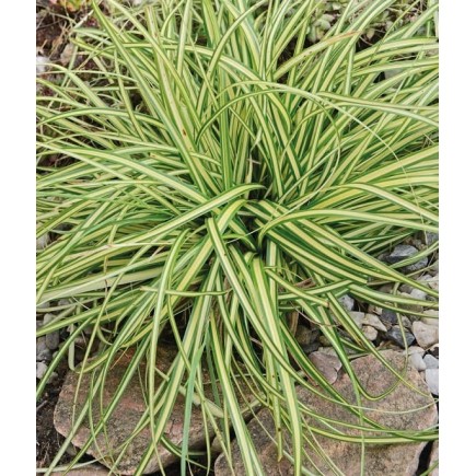 Japanese Sedge Evergold 1L