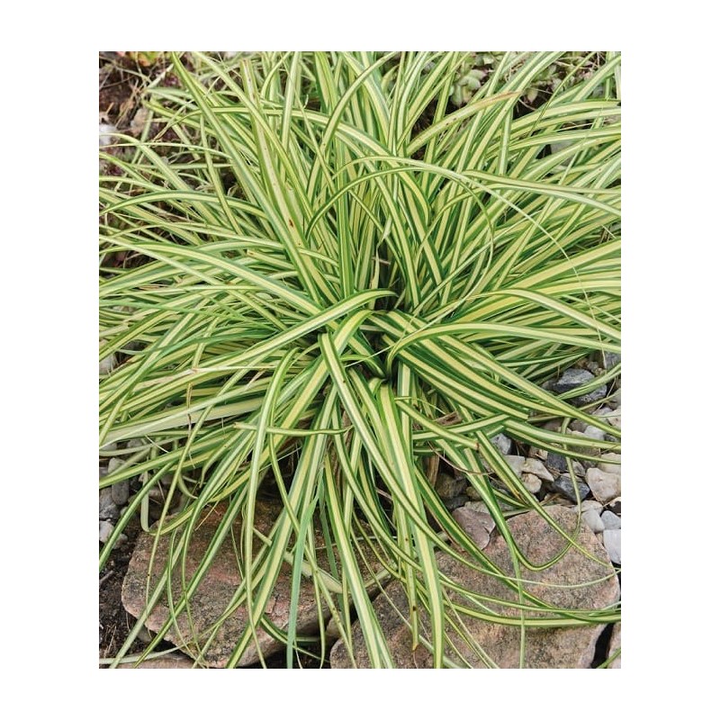 Sedge ’Evergold’ Sedge ’Evergold’ (Carex oshimensis ’Evergold’)