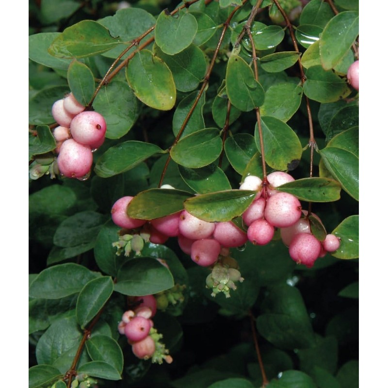 Śnieguliczka ’Hancock’ Śnieguliczka ‘Hancock’ (Symphoricarpos ×