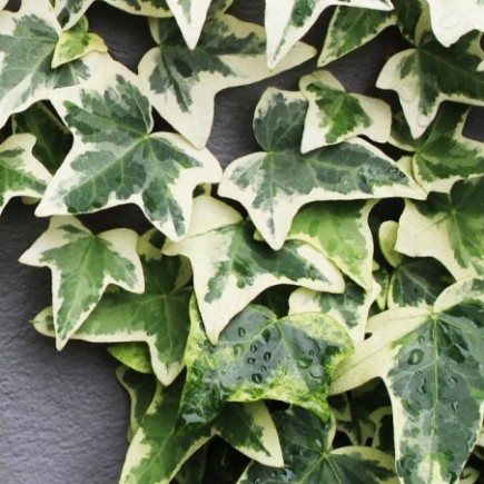Hedera helix Whitte Ripple...