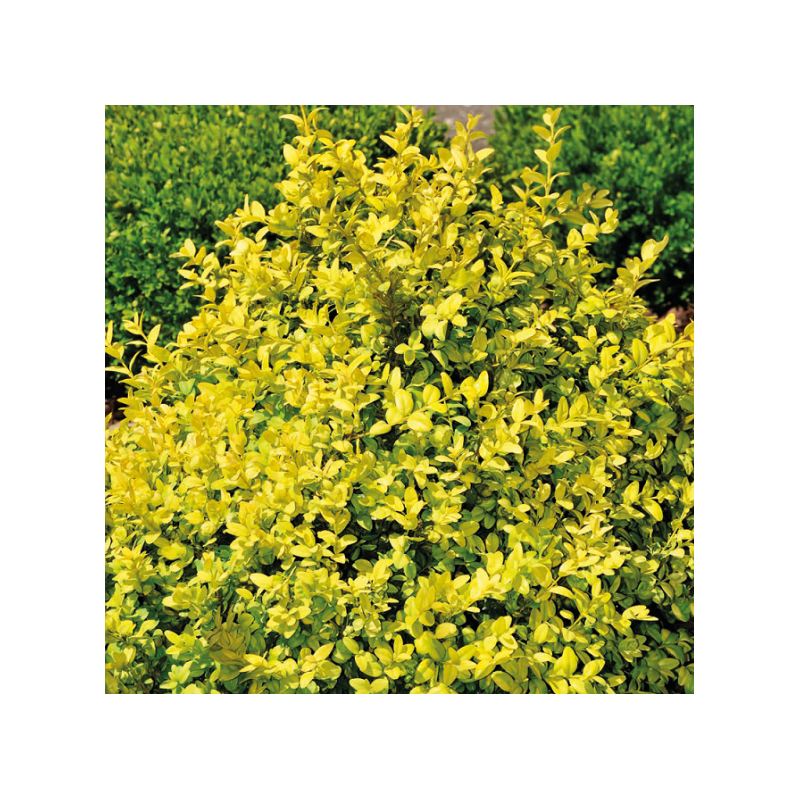 Bukszpan wieczniezielony Rotundifolia Aurea  1L