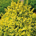 Bukszpan wieczniezielony Rotundifolia Aurea  1L