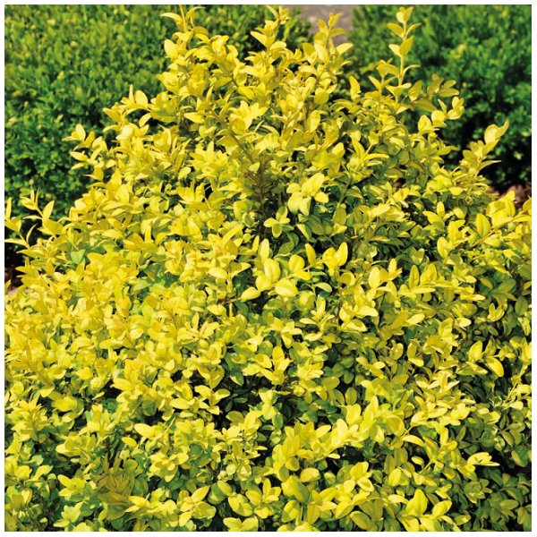 Bukszpan wieczniezielony Rotundifolia Aurea  1L