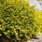 Bukszpan wieczniezielony Rotundifolia Aurea  1L