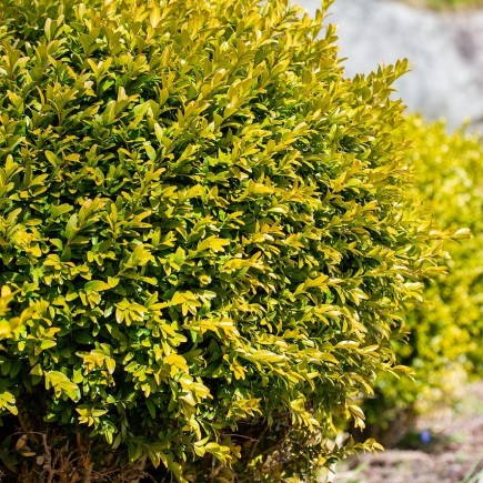 Bukszpan wieczniezielony Rotundifolia Aurea  1L