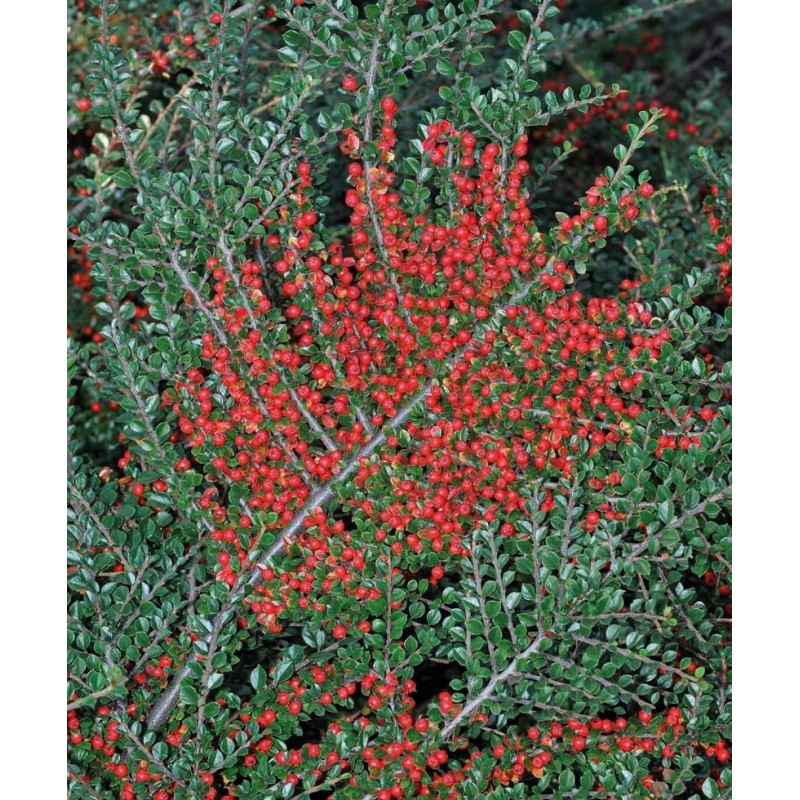 Irga pozioma Irga pozioma (Cotoneaster horizontalis)