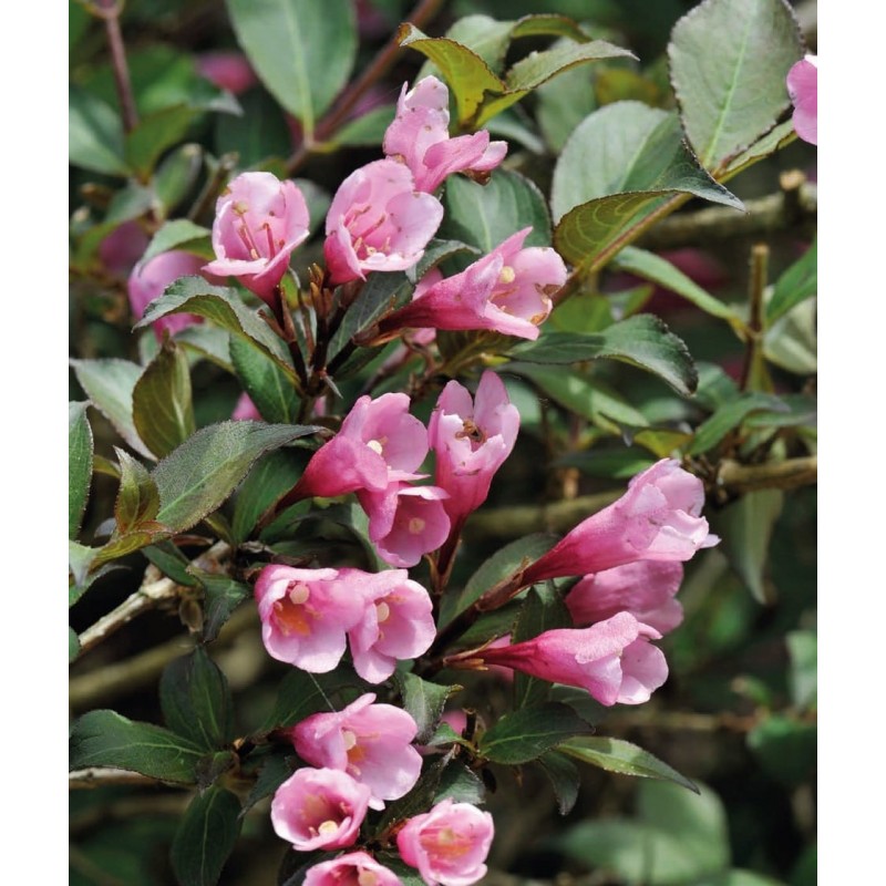 Weigela Florida ‘Nana Purpurea’ Weigela Florida ‘Nana Purpurea’ (Weigela Florida