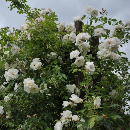 Róża pnąca biała Climbing...