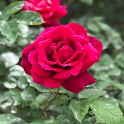 Róża wielkokwiatowa burgundowa 3L