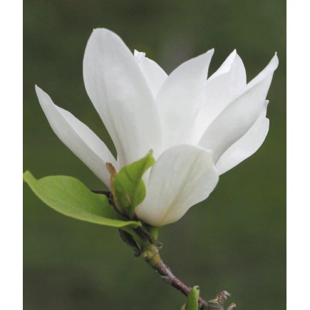 Magnolie Alba Superba 1L