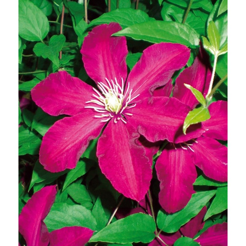 Clematis ’Niobe’ Clematis ’Niobe’
Large-flowered, often