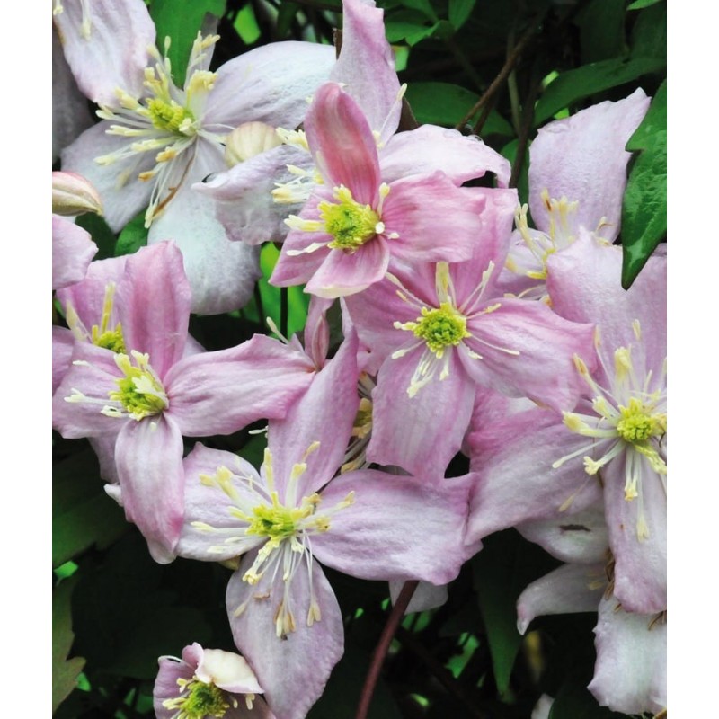 Powojnik botaniczny ’Montana Rubens’ Powojnik botaniczny ’Montana Rubens’