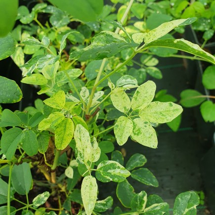 Akebia pięciolistkowa Variegata 1L