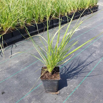 Trawa Sesleria Sadleriana tatrzańska 1L