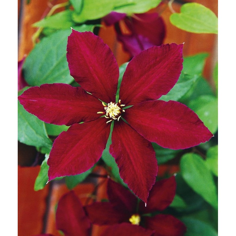 Клематис Полонез ’Polonez’ Клематис Полонез ’Polonez’ (Clematis ’Polonez’)
